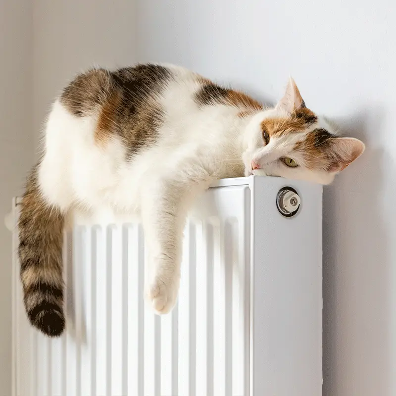 Katze wärmt sich an einer Heizung